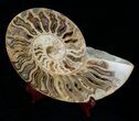 Huge Inch Choffaticeras Ammonite - Rare! #4126-3